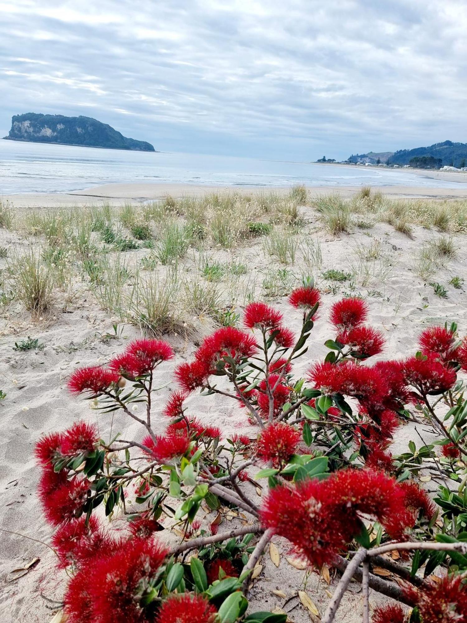 Southpacific Motel Whangamata Zewnętrze zdjęcie